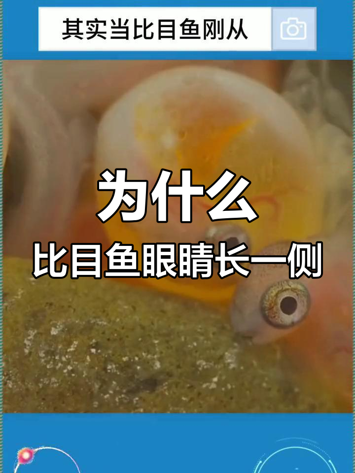 比目鱼为何双眼同侧?