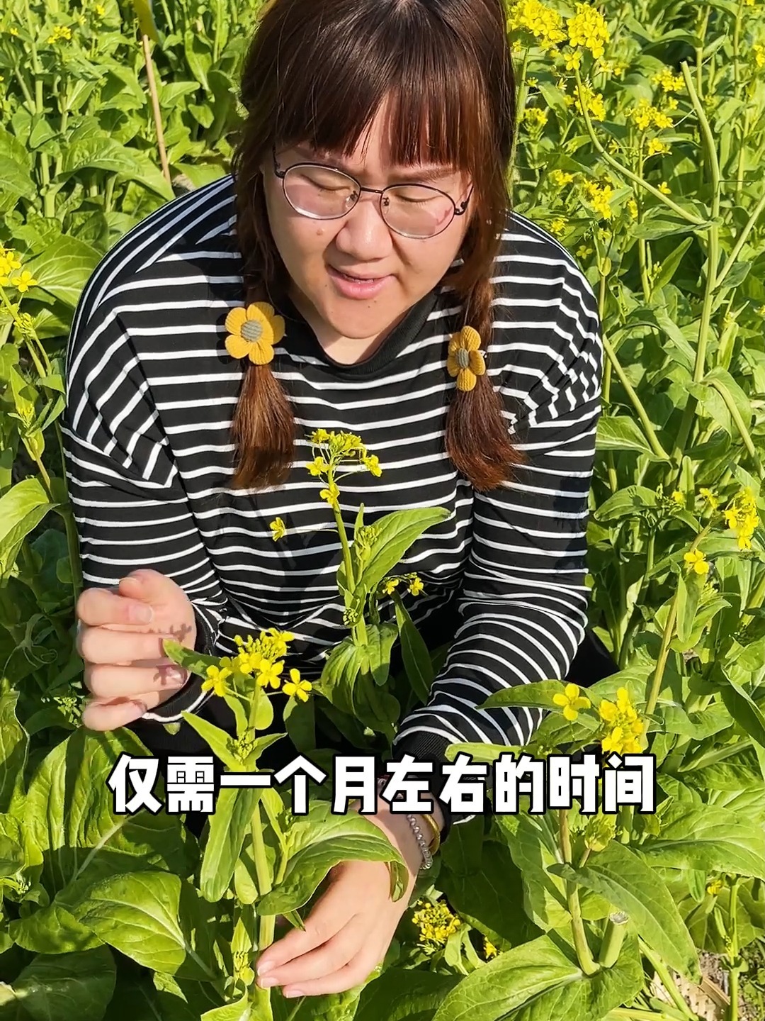 既能当花看还能当菜吃的四九菜心
