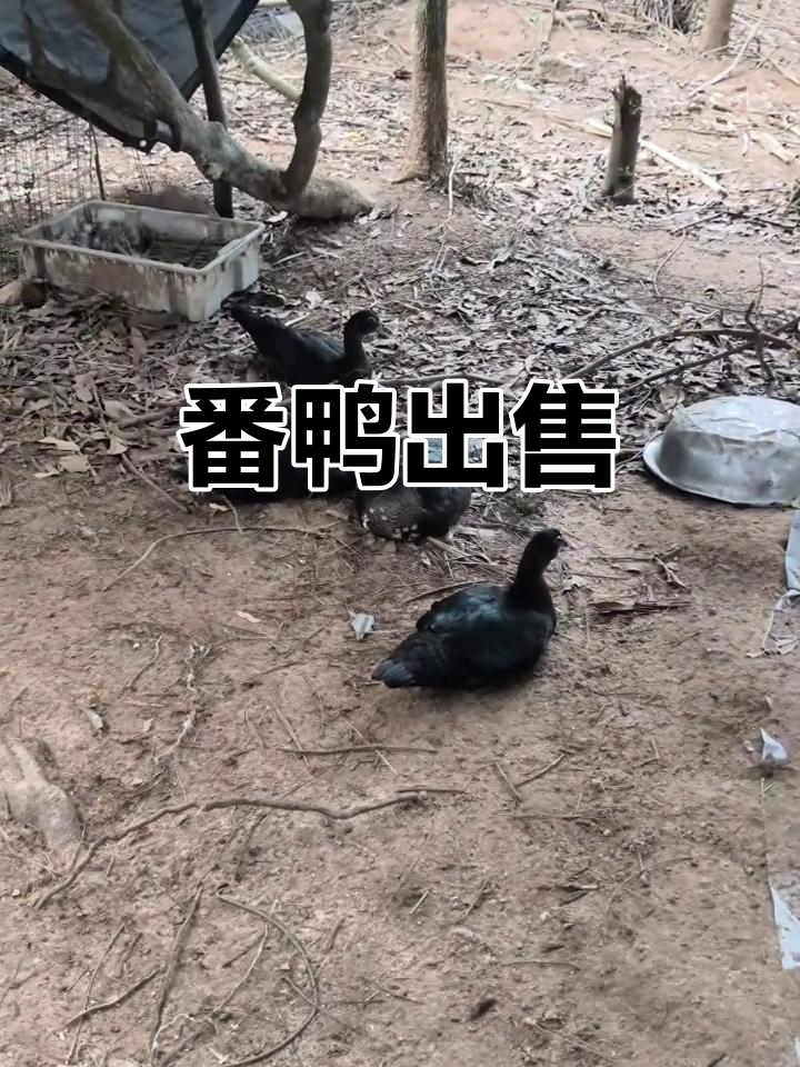 番鸭公母均有,因养不起现售,自提价格优惠