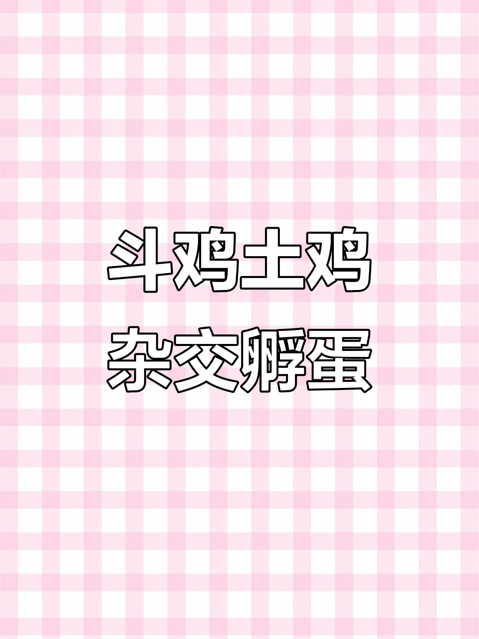 斗鸡与土鸡杂交,后代性状如何?孵化过程大揭秘
