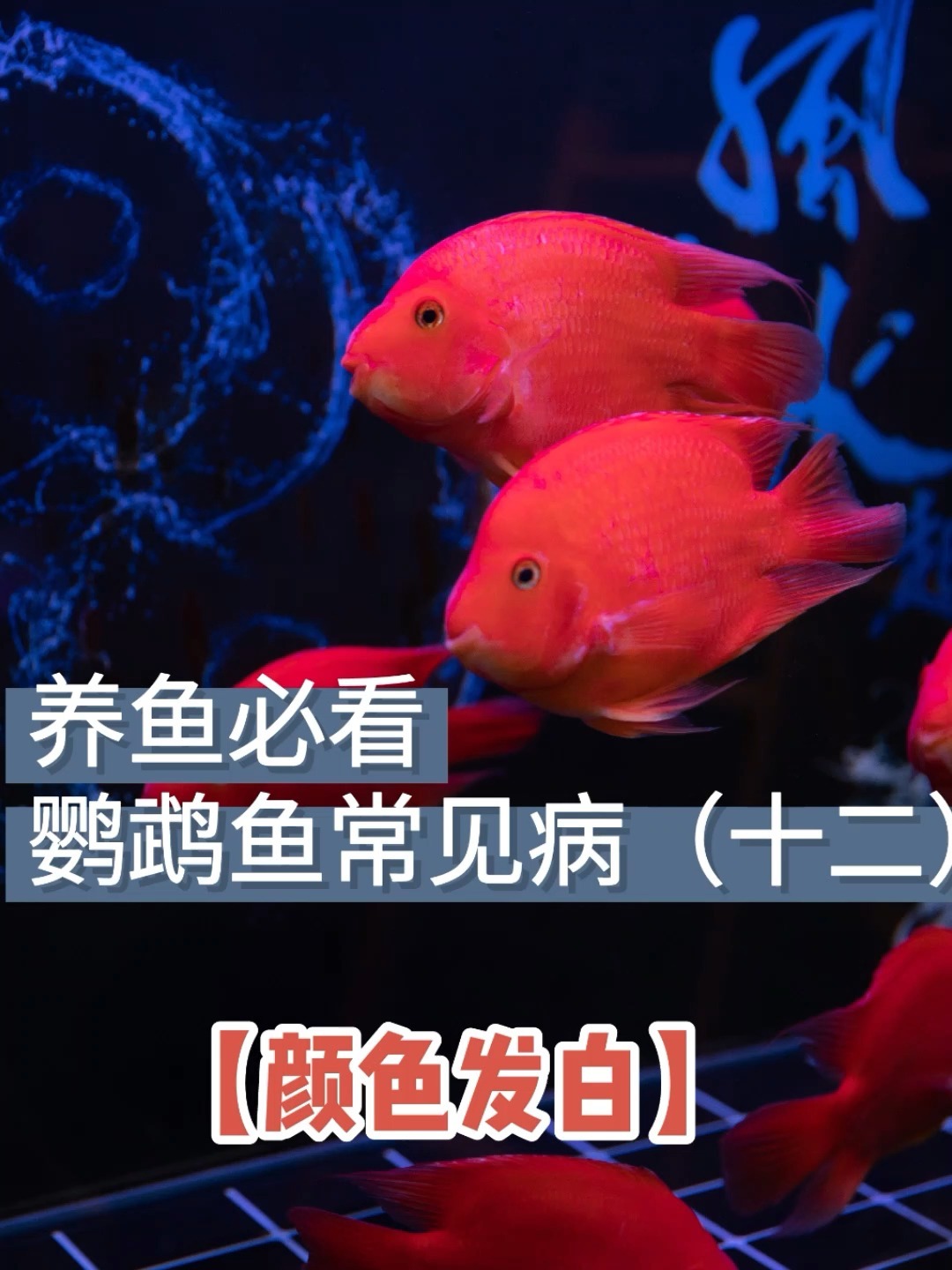 鹦鹉鱼变白你的鱼中招了吗干货分享