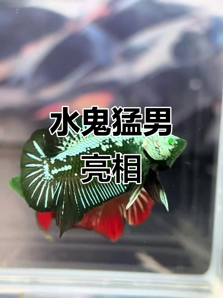 绿武士水鬼猛男,泰酷辣!印尼斗鱼炫酷登场