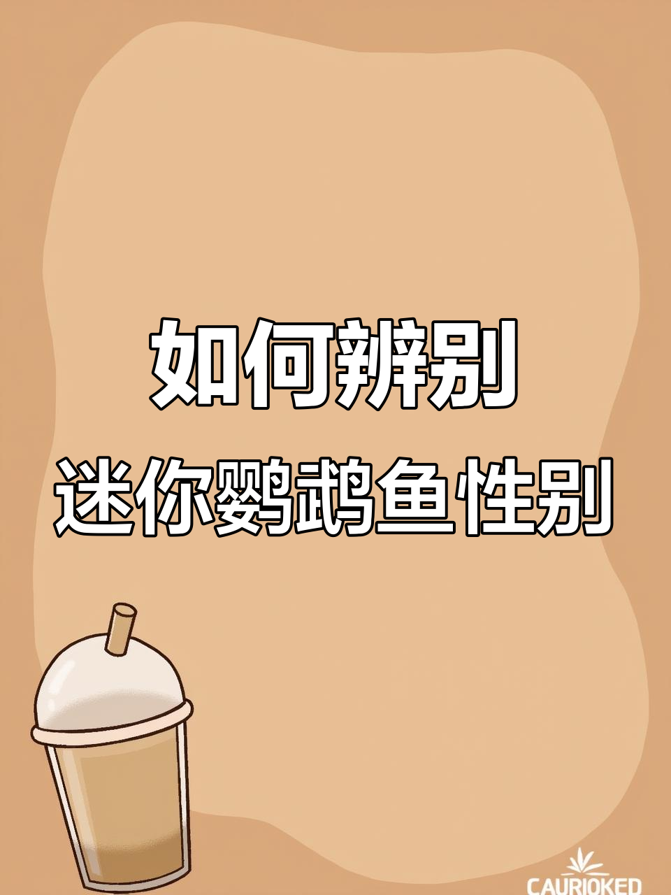 迷你鹦鹉鱼公母分辨技巧,宝蓝、白鲸和胭脂粉如何区分?