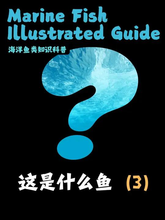 这几种鱼,能说出它们名字的人不多