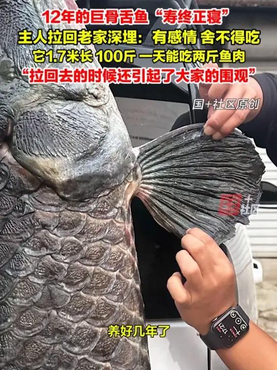 11月28日（采访时间），山东滨州。人工饲养了12年的巨骨舌鱼“寿终正寝”，主人将鱼拉回老