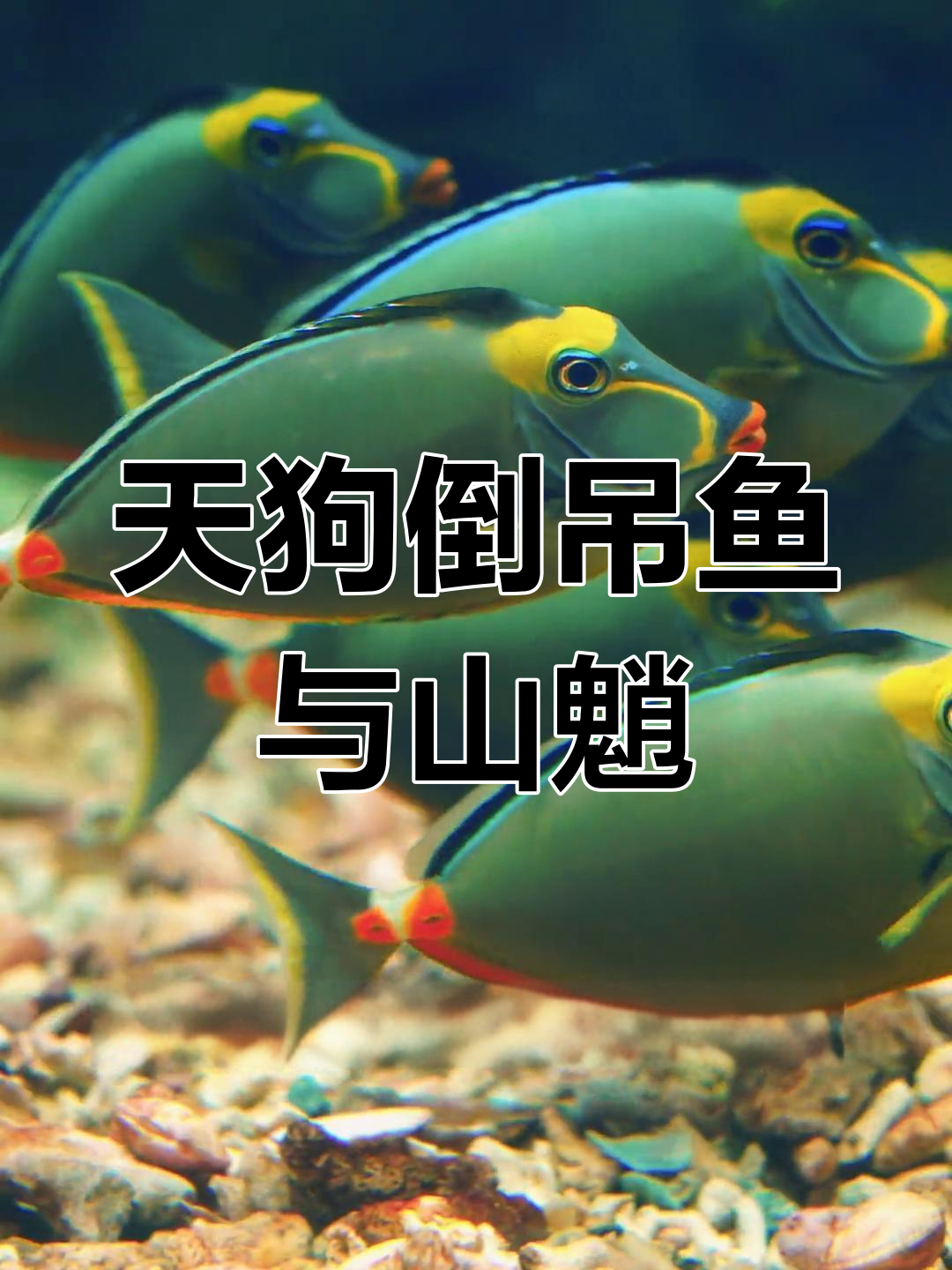 海洋馆里的“撞脸”奇观:天狗倒吊鱼与山魈的惊人相似
