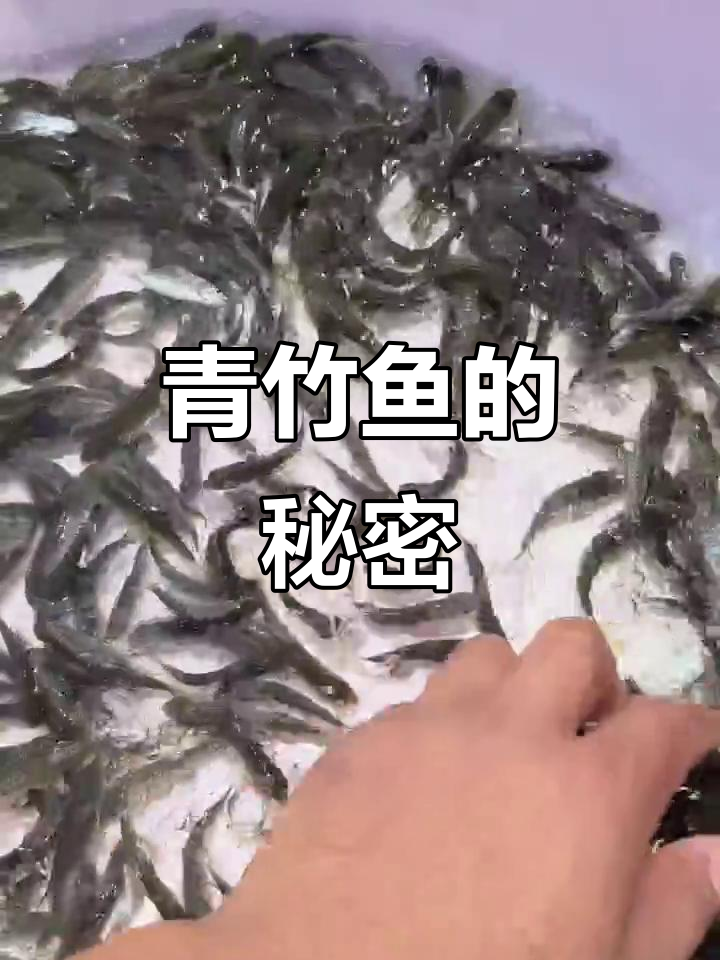 青竹鱼,淡水珍品,营养丰富,适合多种水域养殖