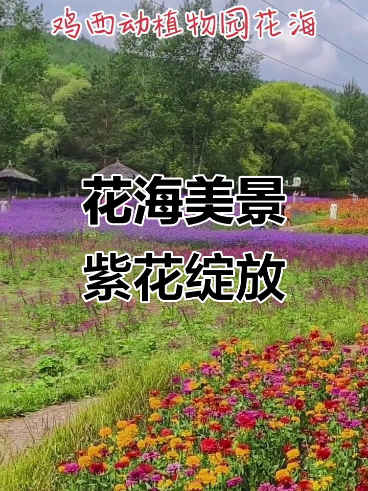 蓝天白云下的紫色小花,动植物园美景尽收眼底