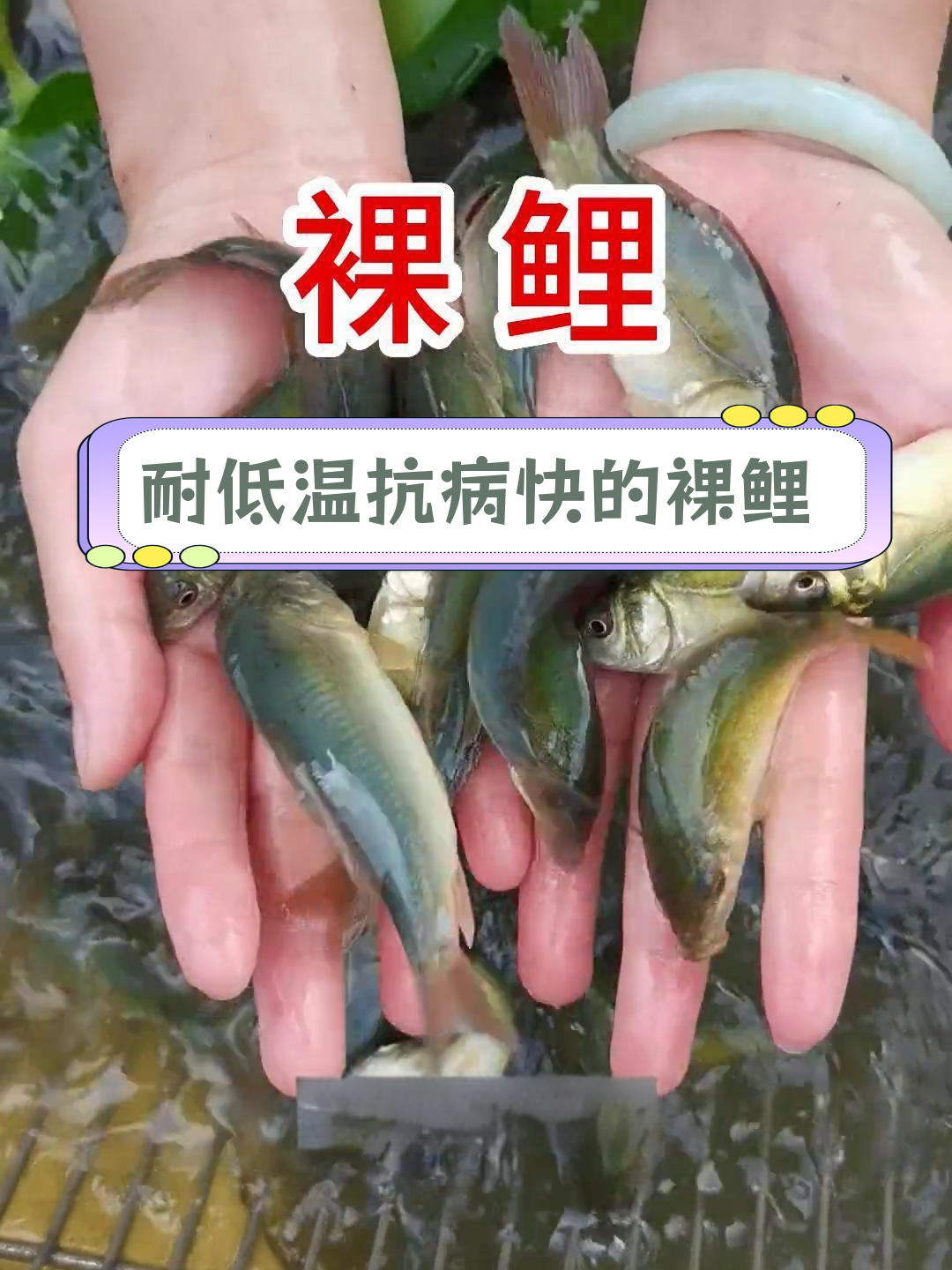 裸鲤鱼:生态养殖的优选,生长快且病害少