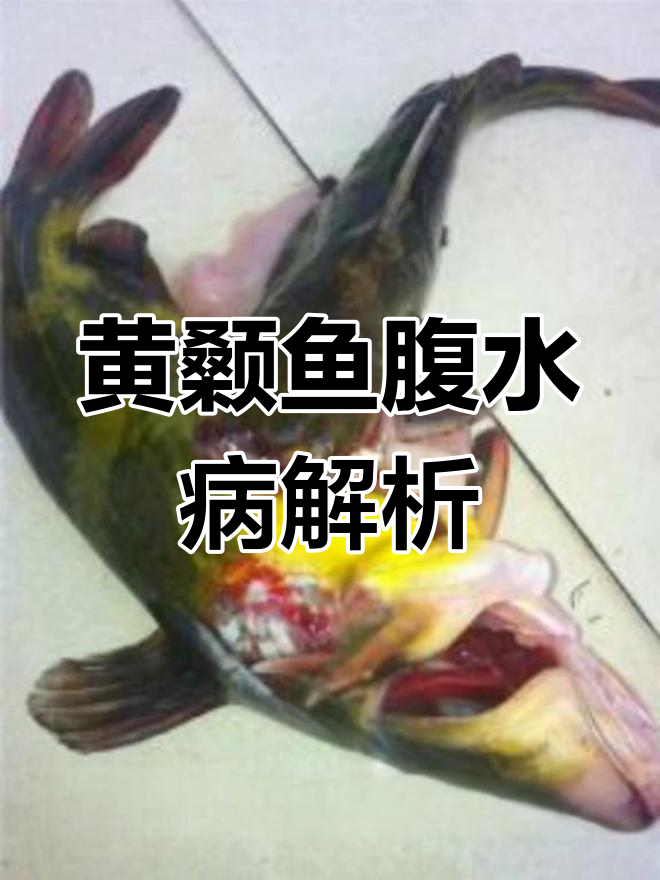 黄颡鱼腹水病:寄生虫引发的细菌性感染