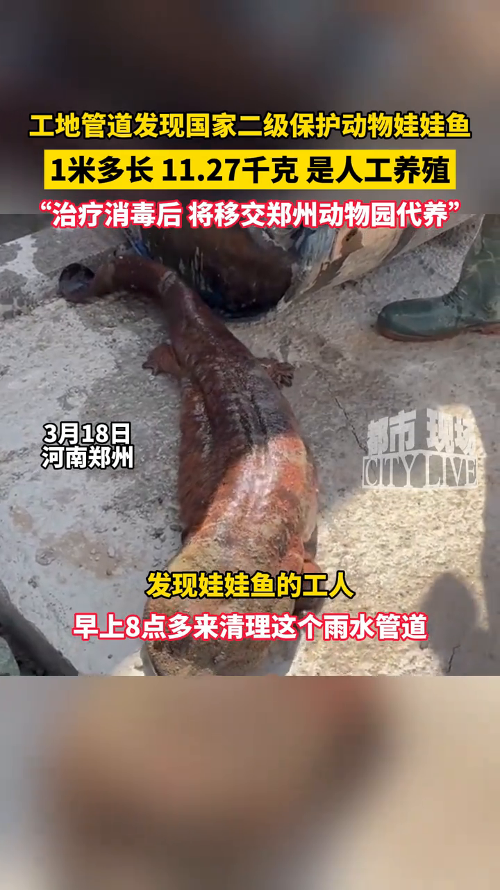 郑州一工地管道发现国家二级保护动物娃娃鱼