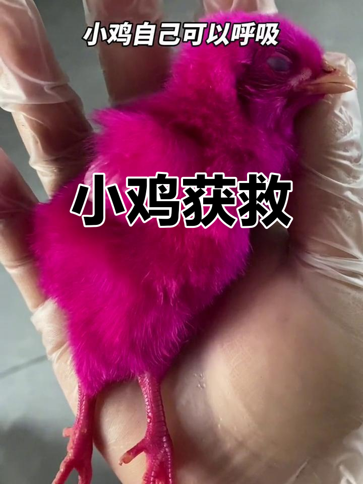 1个多小时心脏复苏,小鸡奇迹生还