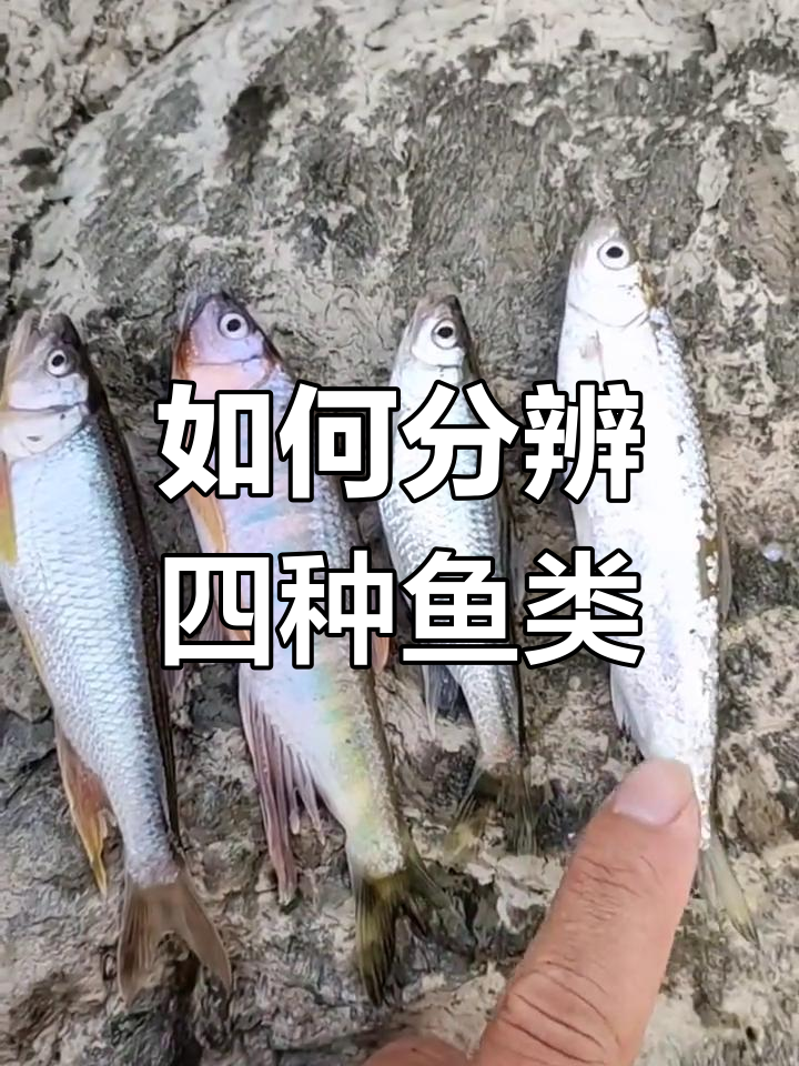 白条、溪哥、桃花鱼和马口的区别解析