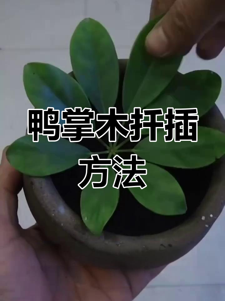 鸭掌木扦插技巧,简单操作快速生根