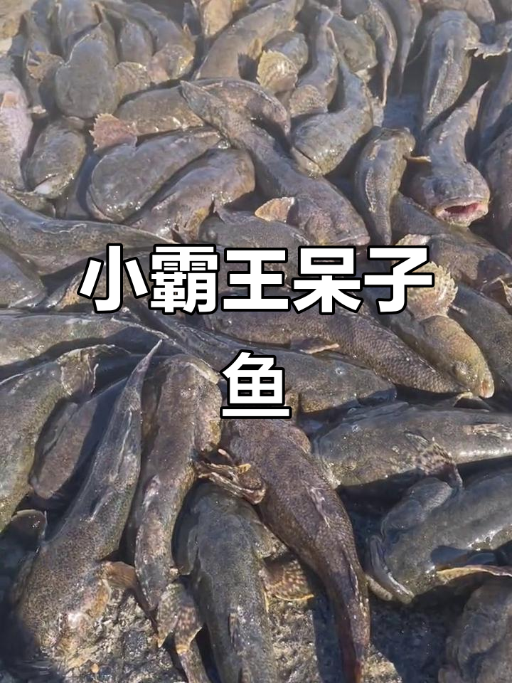 冷水河鱼中的小霸王,鲜美无比的呆子鱼