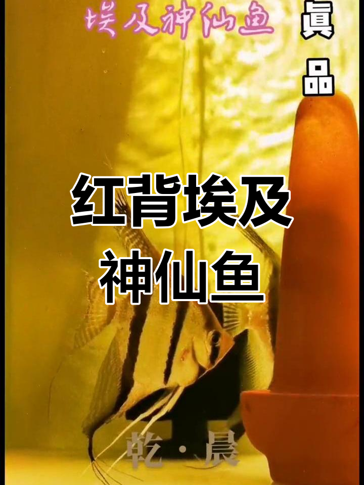 圣伊莎贝尔红背埃及神仙鱼揭秘,体型堪比王者!