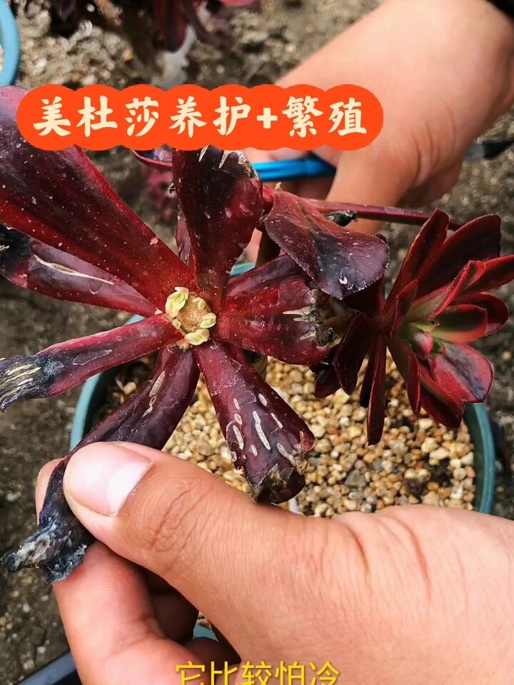 多肉养护小知识之法师—美杜莎篇