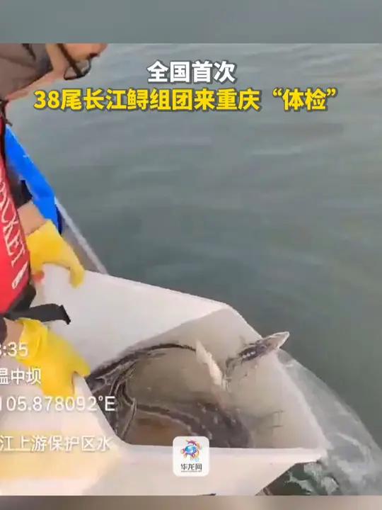 10月14日,长江上游珍稀特有鱼类国家级自然保护区重庆段科研监测,一次性记录到国家一级保护