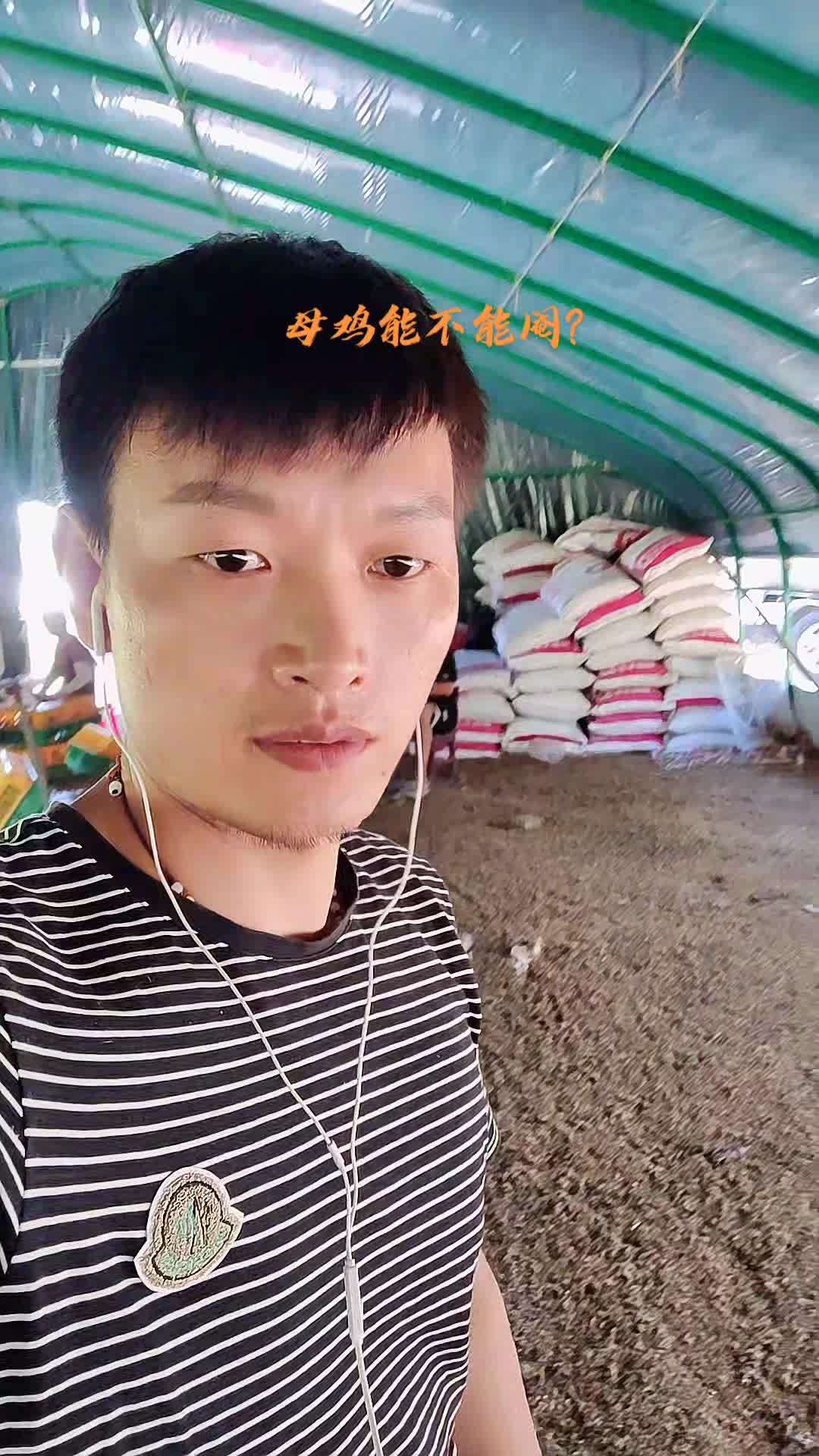 母鸡阉了价值更高,收益也更高,但风险也更大 三农 乡村守护人 我的乡村生活 记录真实生活