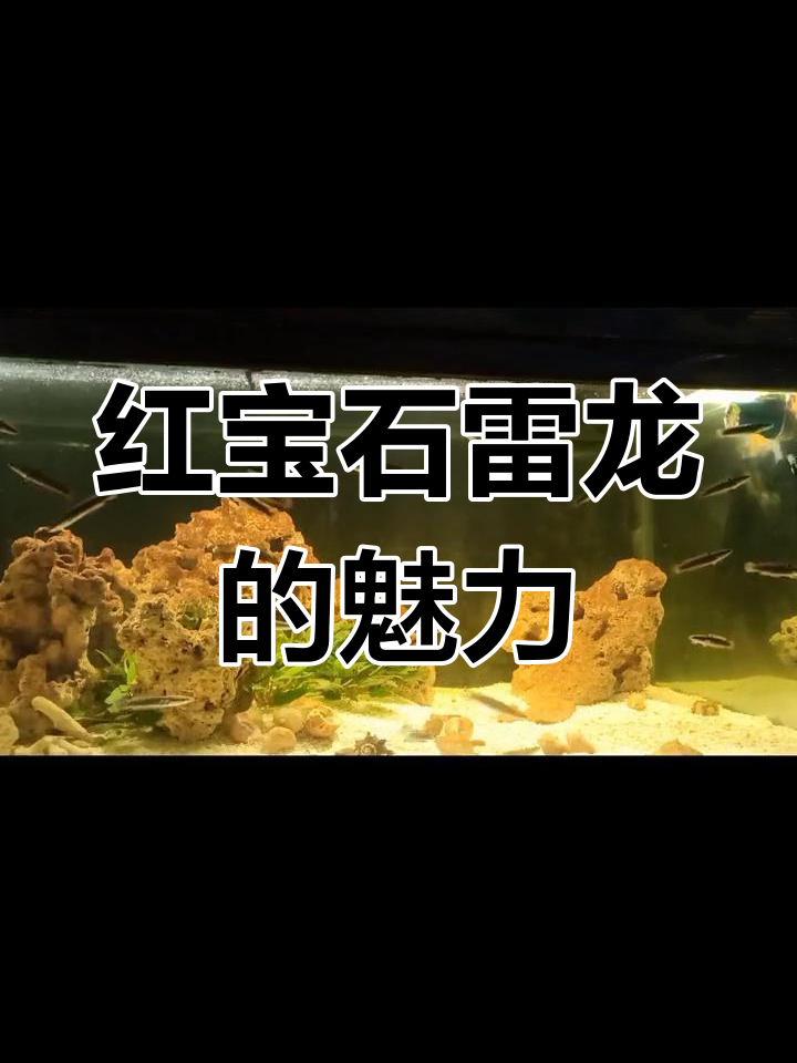 幻彩红宝石雷龙:暴躁但美丽的鱼种