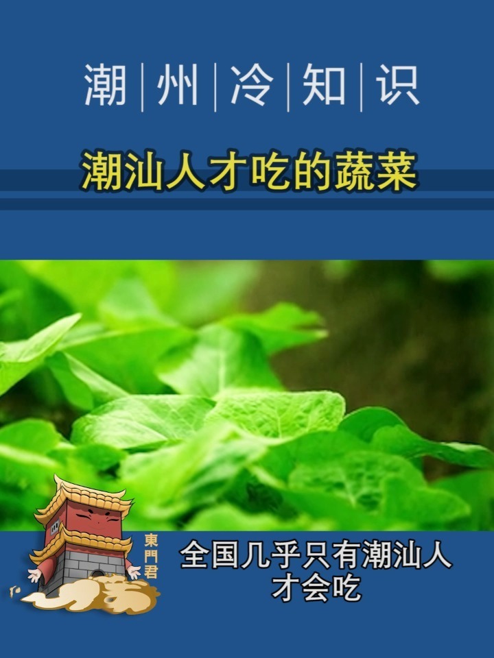 这种蔬菜,潮汕人再熟悉不过