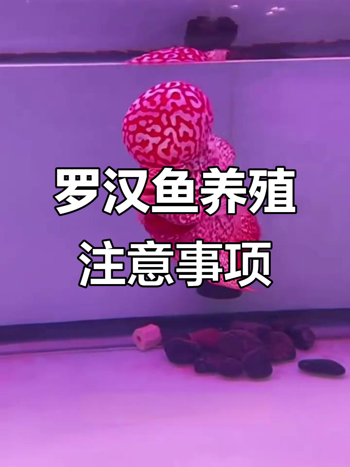 罗汉鱼饲养全攻略：水温、水质、喂食与发色技巧