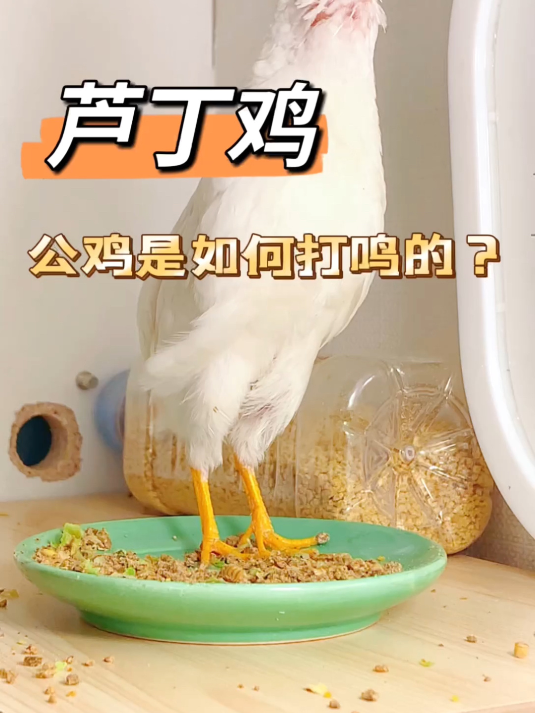 你也太可爱了吧卖力的的小公鸡打鸣求偶中