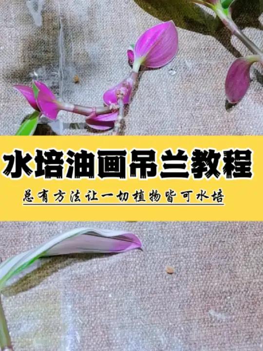 油画婚礼吊兰水培水扦插教程教学方法 油画婚礼吊兰是常见容易水培的植物之一,选择枝条长度10