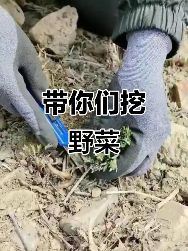 东北土生土长,带你挖野菜!雨后新发现