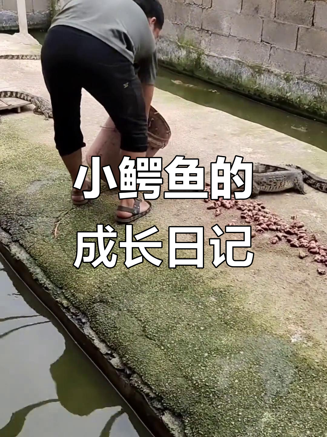 鳄鱼苗养殖日常:喂食鸡头,生长迅速