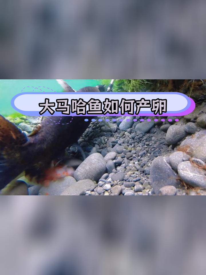 大马哈鱼自然环境下的产卵过程揭秘