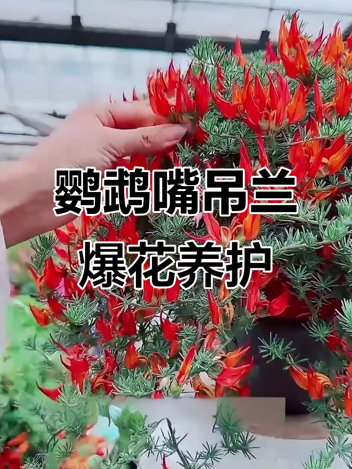 鹦鹉嘴吊兰:四季开花,橘红渐变火焰般的美丽