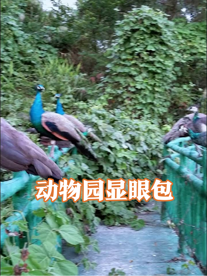 动物园显眼包大赏：红鹦鹉拆家小浣熊卖萌，鳄鱼孔雀各显神通