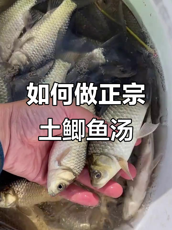 土鲫鱼汤的完美做法,教你如何熬出鲜美滋味