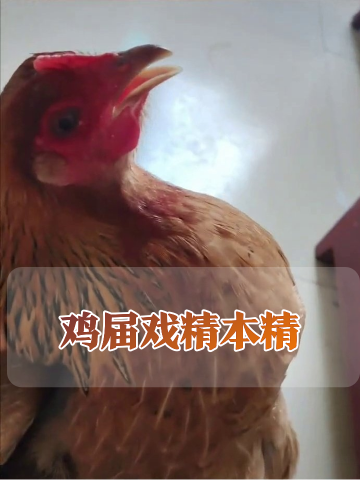 母鸡被迫营业全程表情包,脖子拧成麻花状笑翻