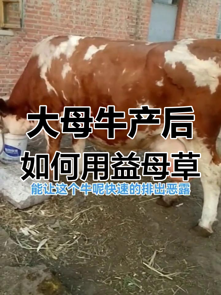 母牛产后益母草的正确使用方法,帮助快速恢复健康