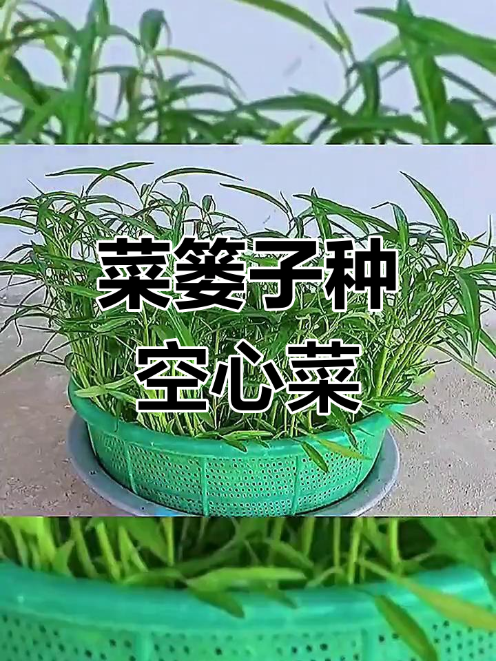 用菜篓子水培种植空心菜,简单又高效
