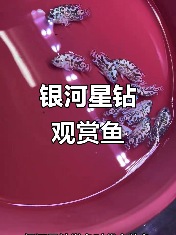 银河星钻热带淡水鱼:群养效果超赞,水质管理全攻略