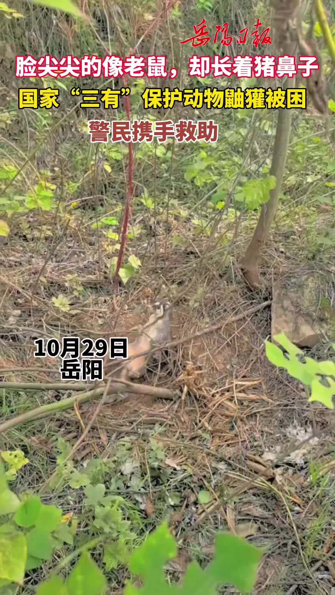 脸尖尖的像老鼠,却长着猪鼻子。警民携手救助国家“三有”保护动物鼬獾(记者 赵芸 通讯员 李