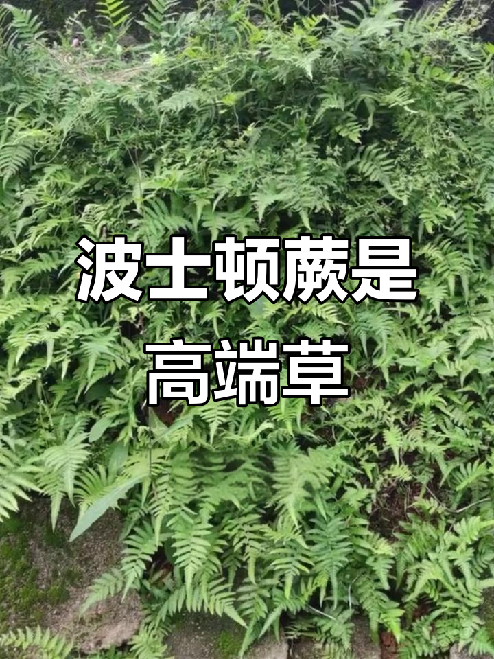 波士顿蕨不是杂草,这两种才是!