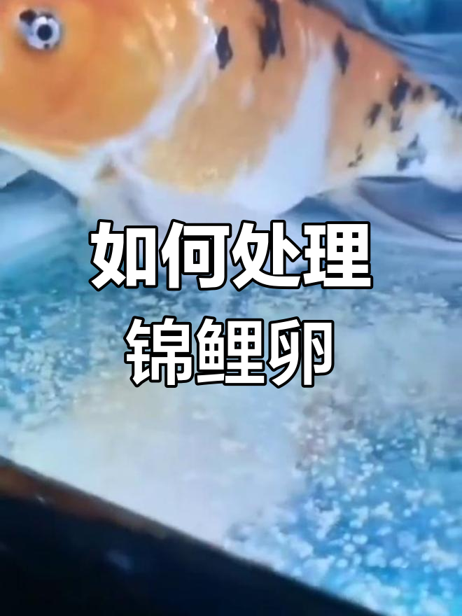 锦鲤排卵怎么办？水质管理关键步骤教你应对
