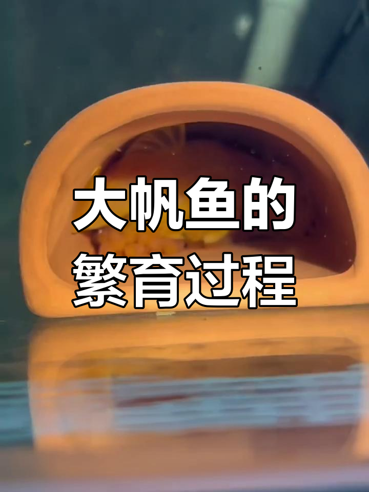胡子大帆鱼房揭秘:从繁殖到小苗孵化全过程