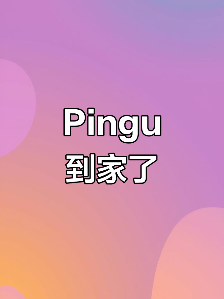 企鹅Pingu终于来我家,萌到不行!