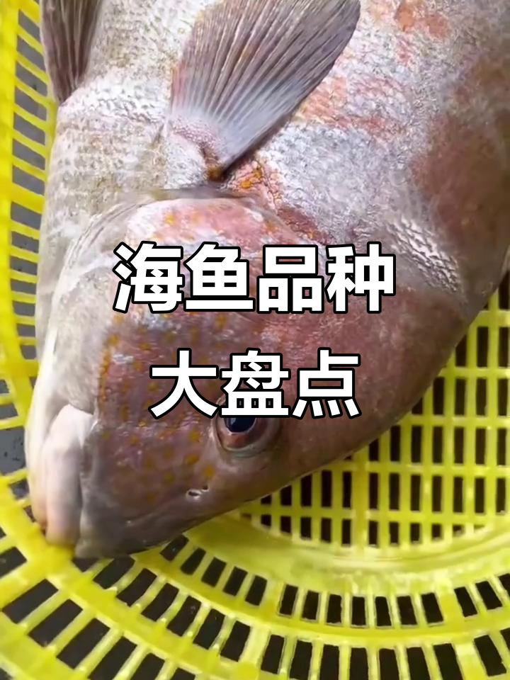 常见海鱼大揭秘，你能认出几种？