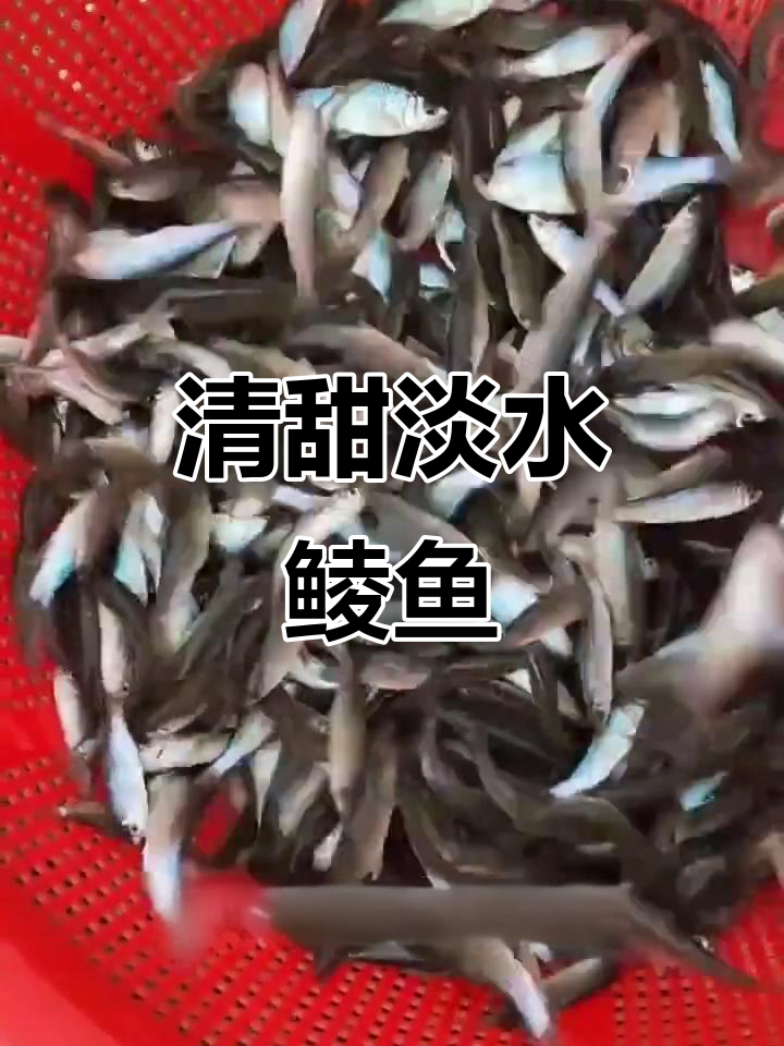 淡水鲮鱼:美味又营养,适合清蒸、红烧等多种烹饪方式