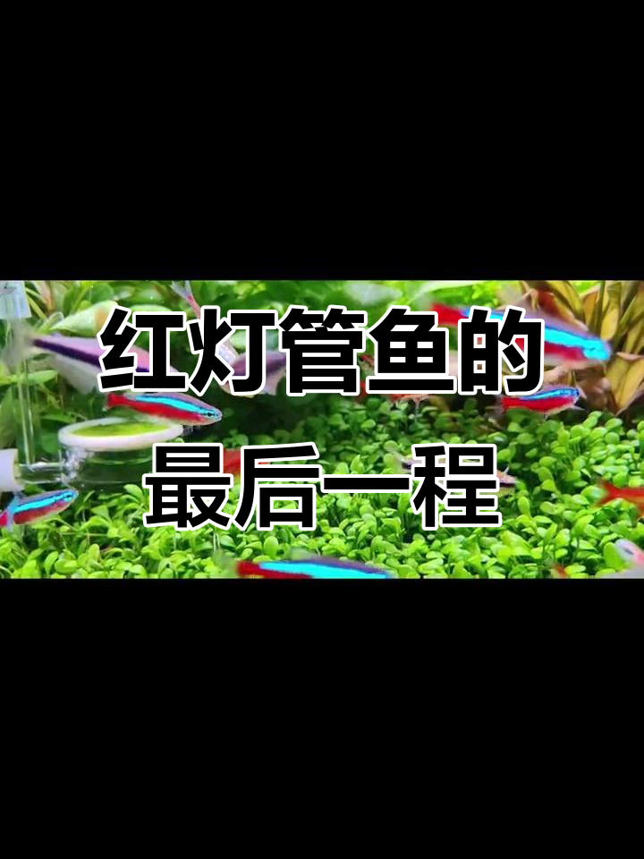 红灯管鱼坚持一周,最后还是被黑壳虾分解了