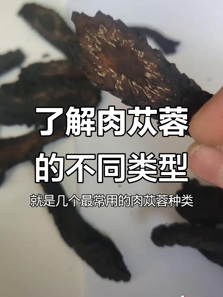肉苁蓉的秘密:不同种类的特点与产地揭秘