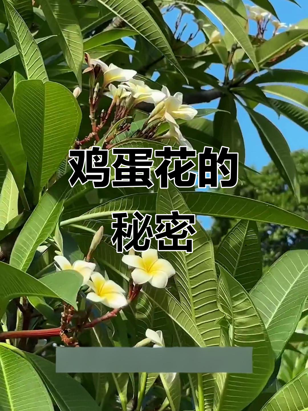 鸡蛋花:有毒却美味的奇妙花朵,你了解吗?