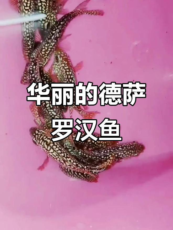 德萨罗汉鱼蜕变惊艳,牛年红珠点华丽登场