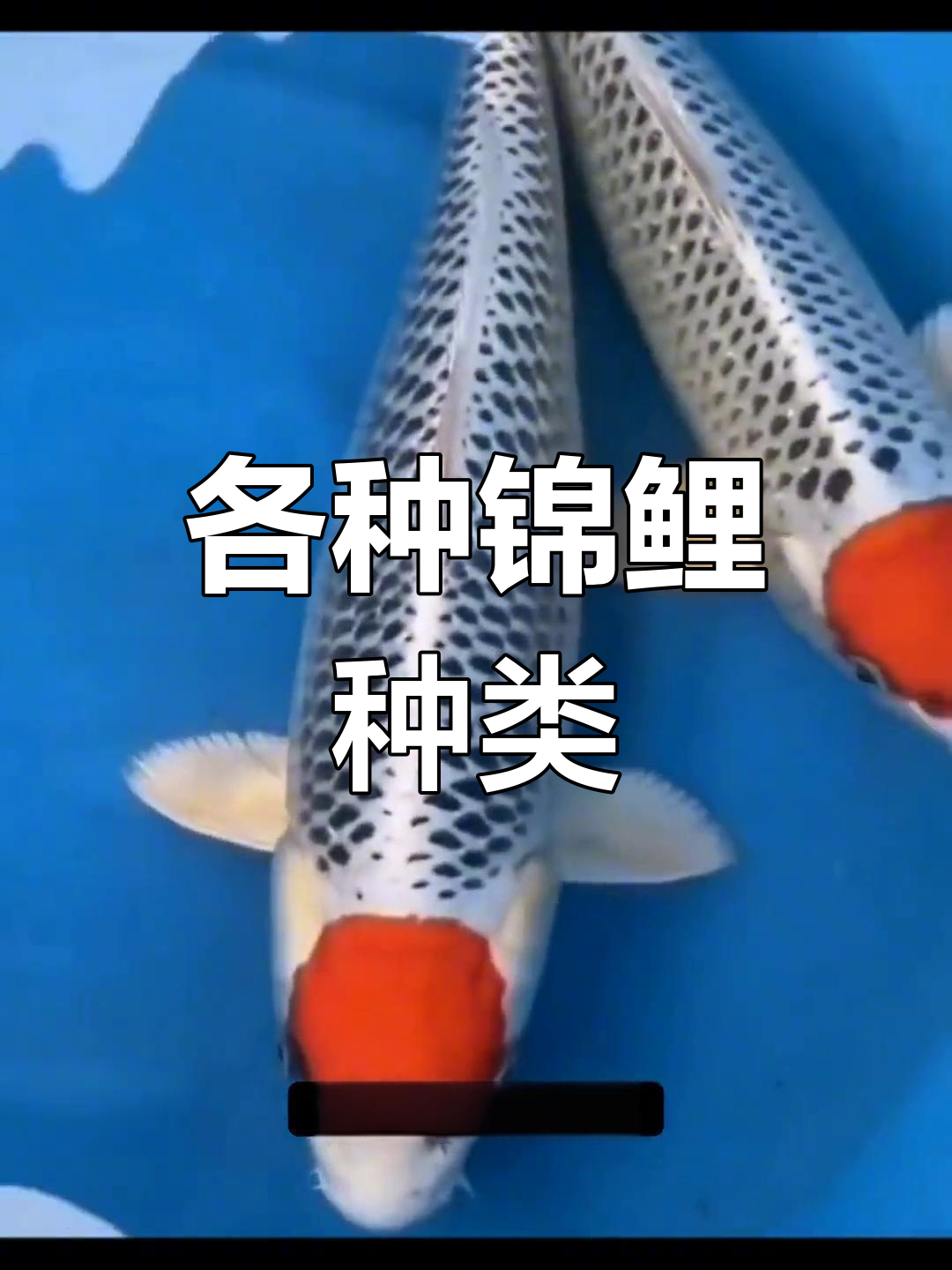 锦鲤品种大揭秘,色彩斑斓的鱼族世界